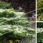 Viburnum plicatum 3 photos fleur