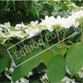 Viburnum plicatum fleur paquet