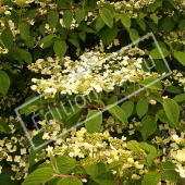 Viburnum plicatum rameau fleur