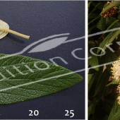Viburnum rhytidophyllum 2 photos fleur