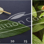 Viburnum rhytidophyllum 2 photos rameau