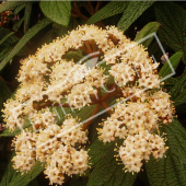 Viburnum rhytidophyllum fleur