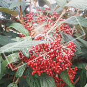 Viburnum rhytidophyllum fruit