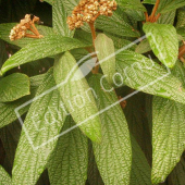 Viburnum rhytidophyllum rameau