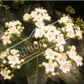 Viburnum tinus fleur