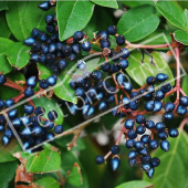 Viburnum tinus fruit