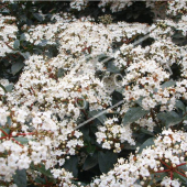 Viburnum tinus rameau fleur