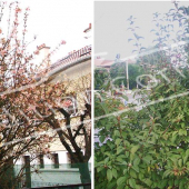 Viburnum x bodnantense 2 photos entier fleur feuille