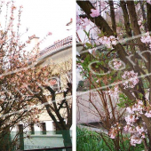 Viburnum x bodnantense 2 photos entier fleur rameau fleur