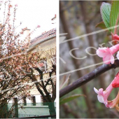 Viburnum x bodnantense 2 photos entier fleuri fleur