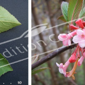 Viburnum x bodnantense 2 photos fleur