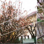 Viburnum x bodnantense 3 photos fleur