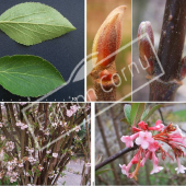 Viburnum x bodnantense 4 photos