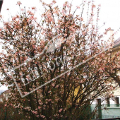 Viburnum x bodnantense entier fleuri