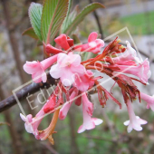 Viburnum x bodnantense fleur