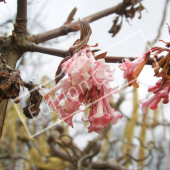 Viburnum x bodnantense fleur2