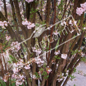 Viburnum x bodnantense rameau fleur