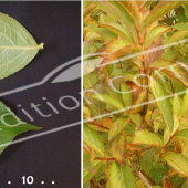 Weigela x 2 photos rameau