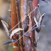 Weigela x fruit