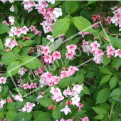 Weigela x rameau fleur