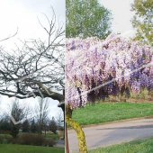 Wisteria sinensis double été hiver