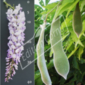 Wisteria sinensis fleur fruit