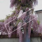 Wisteria sinensis fleur