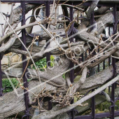 Wisteria sinensis grille