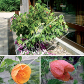 Abutilon striatum