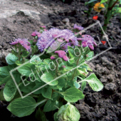 Ageratum houstonianum