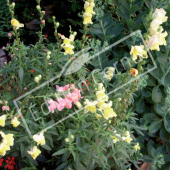 Antirrhinum majus