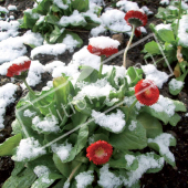 Bellis perennis