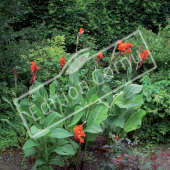 Canna x hortensis