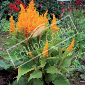 Celosia argentea