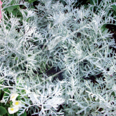 Cineraria maritima