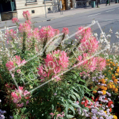 Cleome spinosa