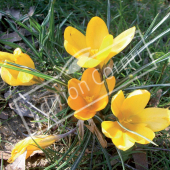 Crocus x