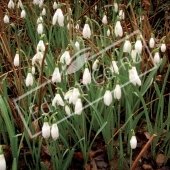 Galanthus nivalis