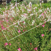 Gaura lindheimeri