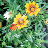 Gazania rigens