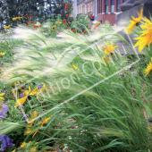 Hordeum jubatum