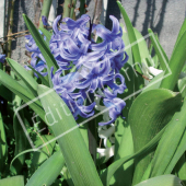 Hyacinthus orientalis