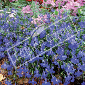 Lobelia erinus