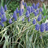 Muscari armeniacum