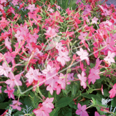 Nicotiana x sanderae