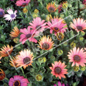 Osteospermum speciosa