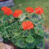 Pelargonium X hortorum