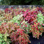 Plectranthus scutellarioides