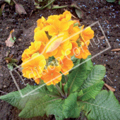 Primula acaulis