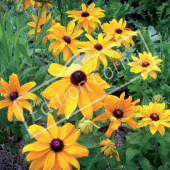 Rudbeckia hirta